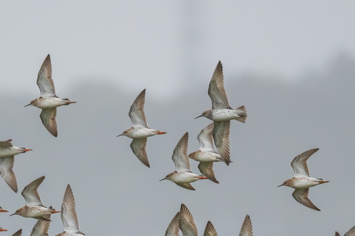 Great Knot - ML633367197
