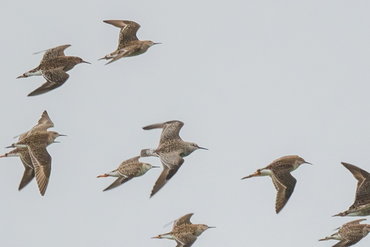 Great Knot - ML633367198