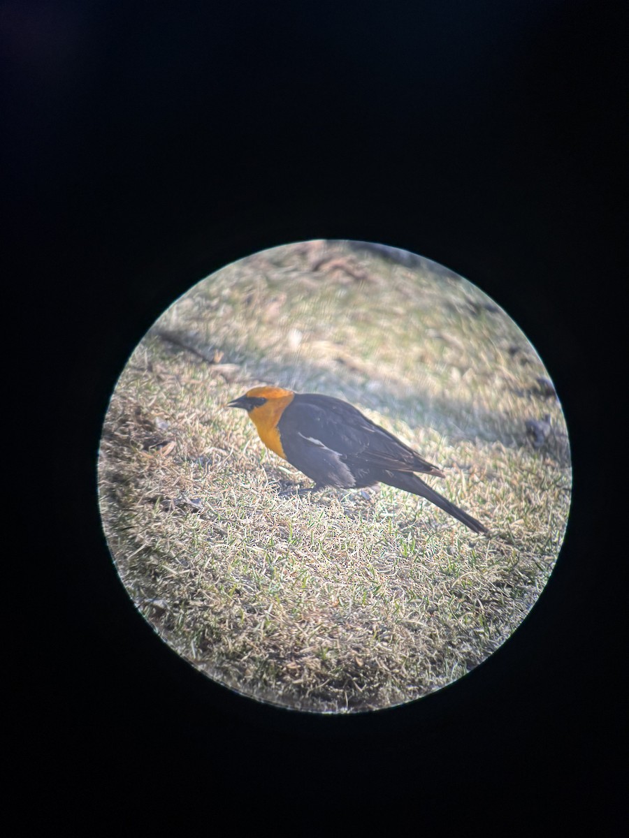 Yellow-headed Blackbird - ML633367247