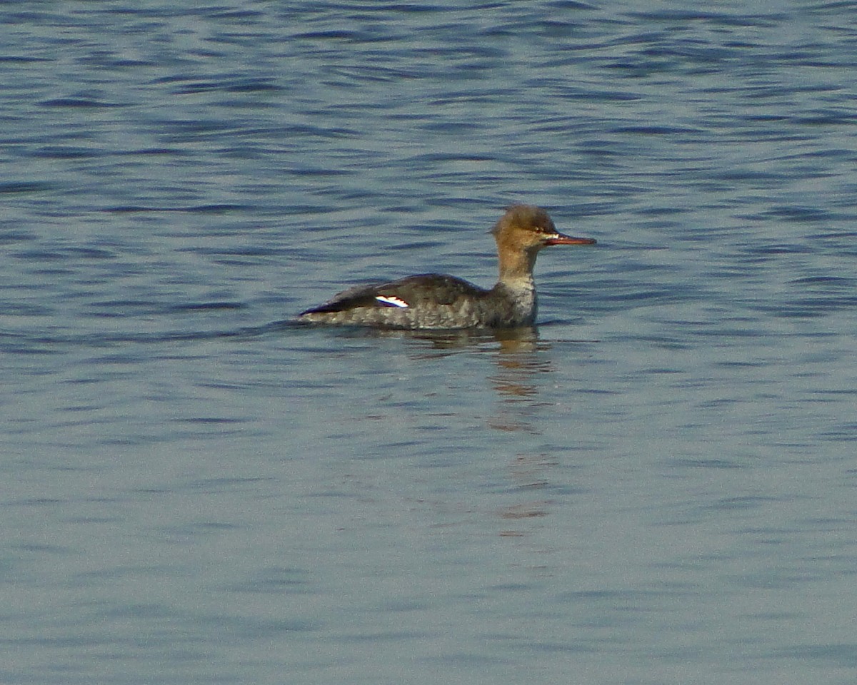 Mittelsäger - ML633367261