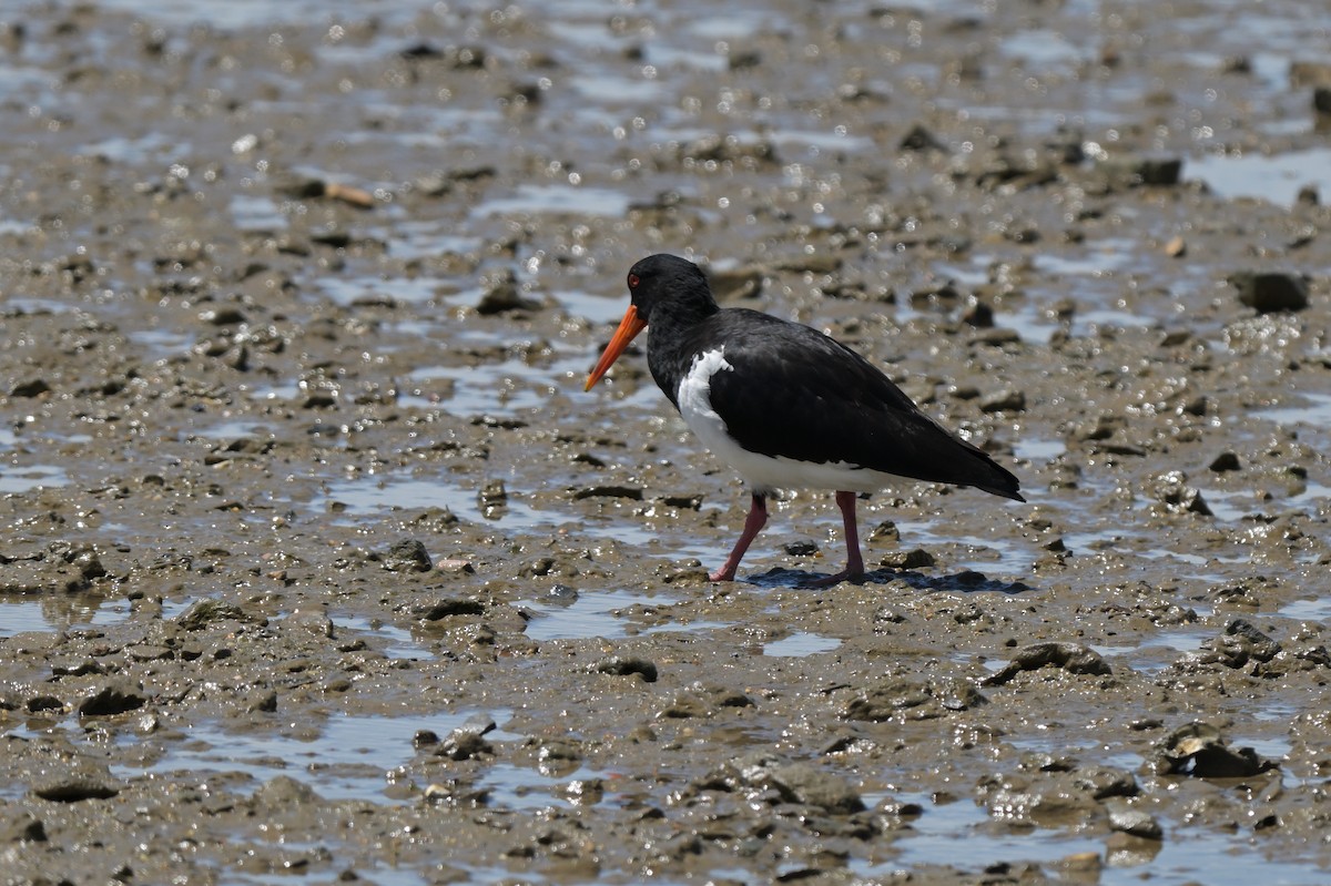 Pied Oystercatcher - ML633367301
