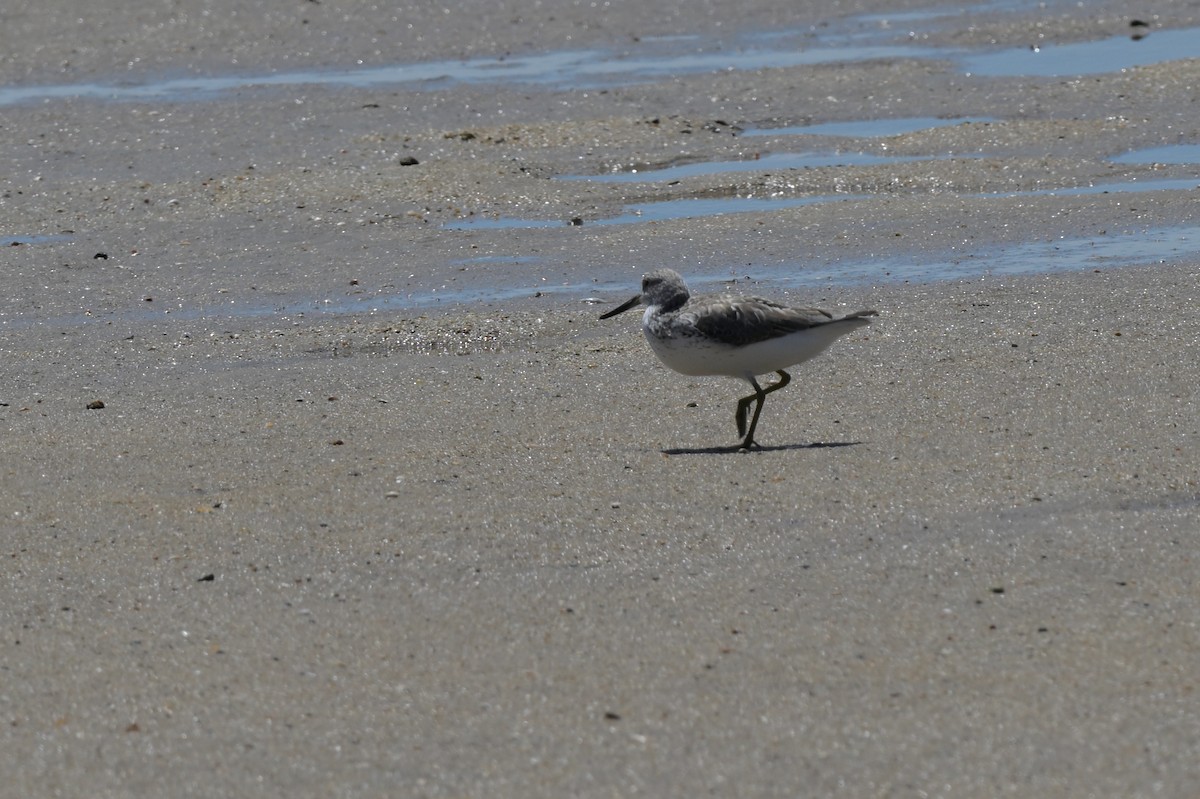 Nordmann's Greenshank - ML633367359