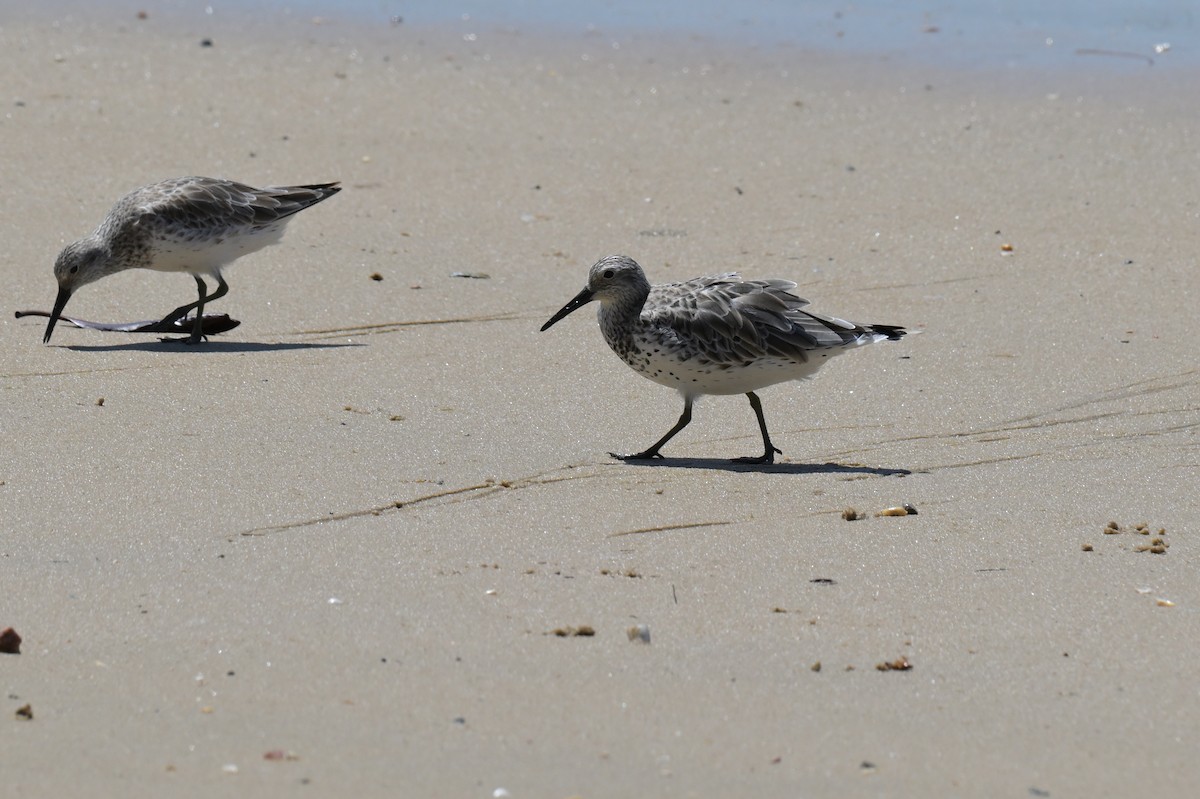 Great Knot - ML633367367