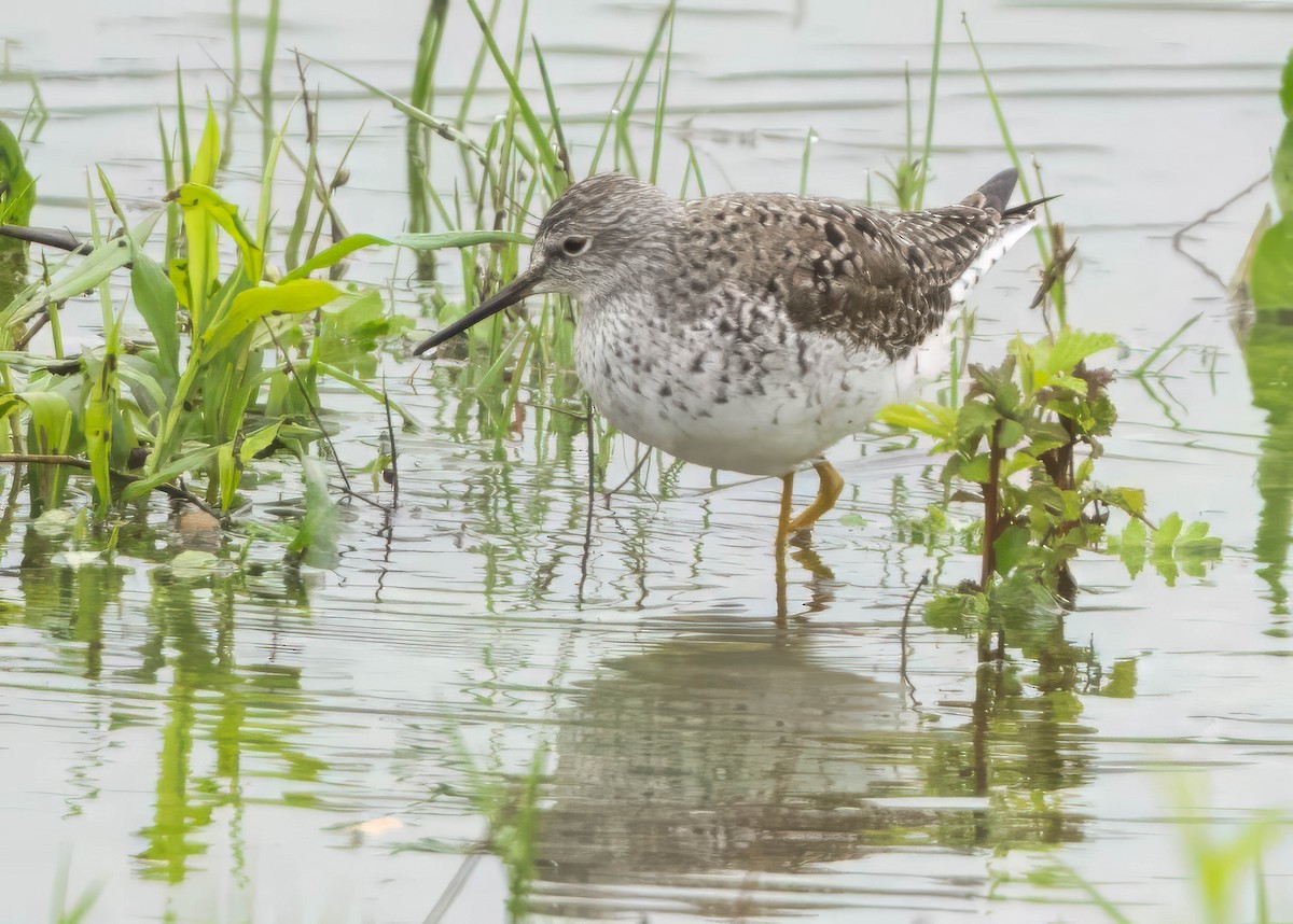 Lesser Yellowlegs - ML633367376