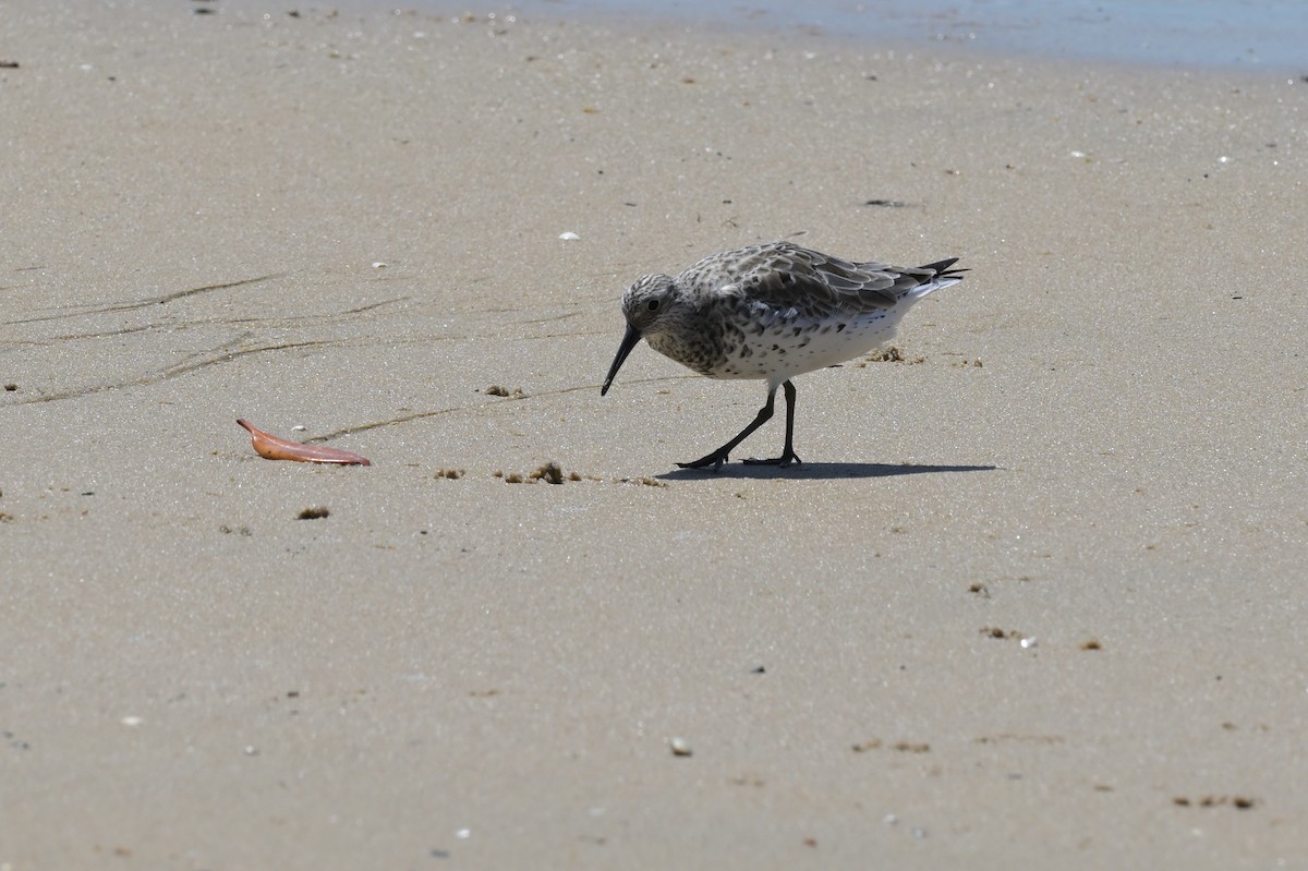 Great Knot - ML633367377