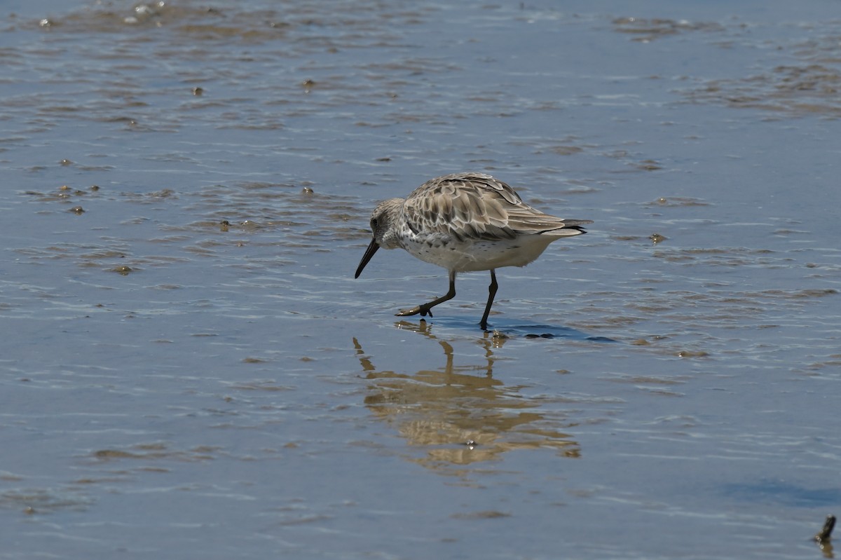 Great Knot - ML633367385