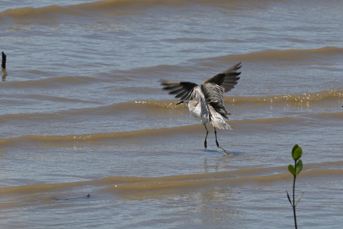 Great Knot - ML633367402
