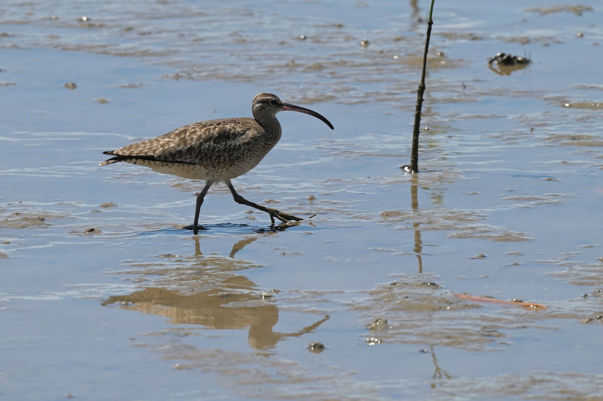 Whimbrel - ML633367406