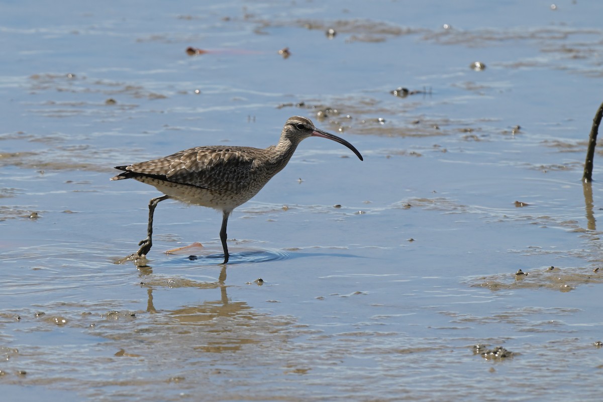 Whimbrel - ML633367408