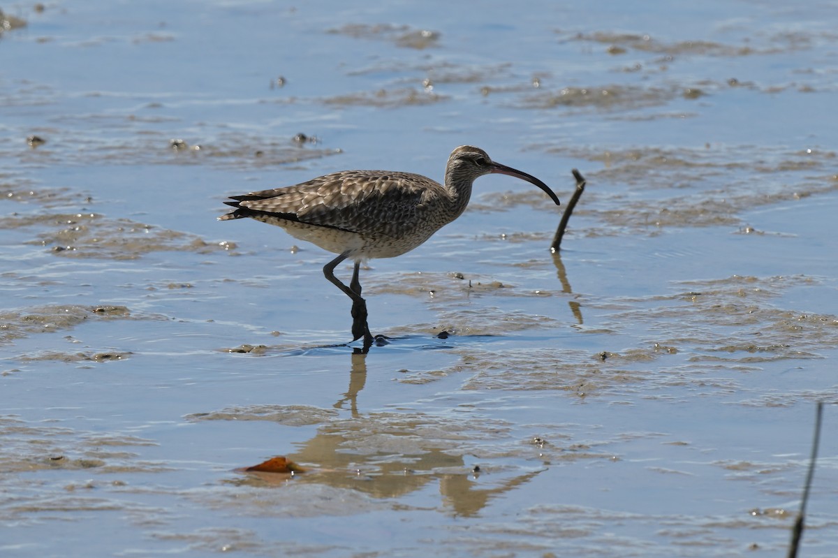 Whimbrel - ML633367409