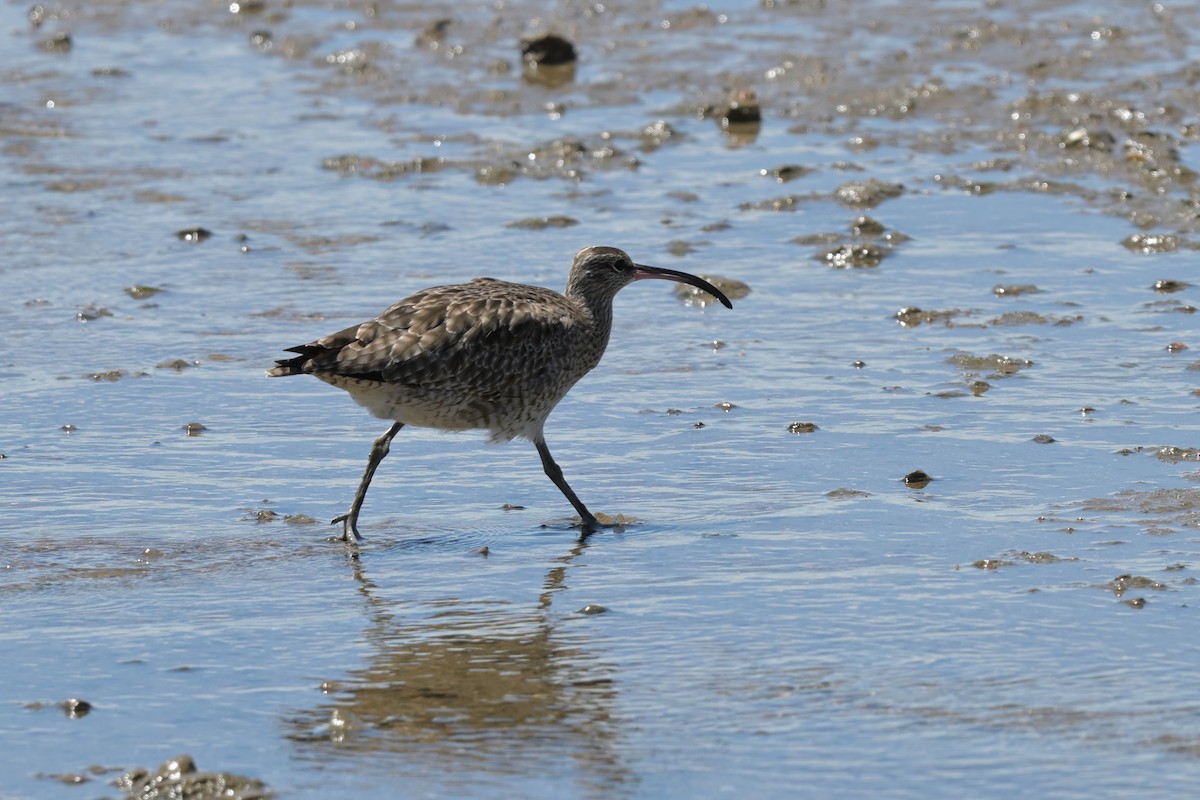 Whimbrel - ML633367439