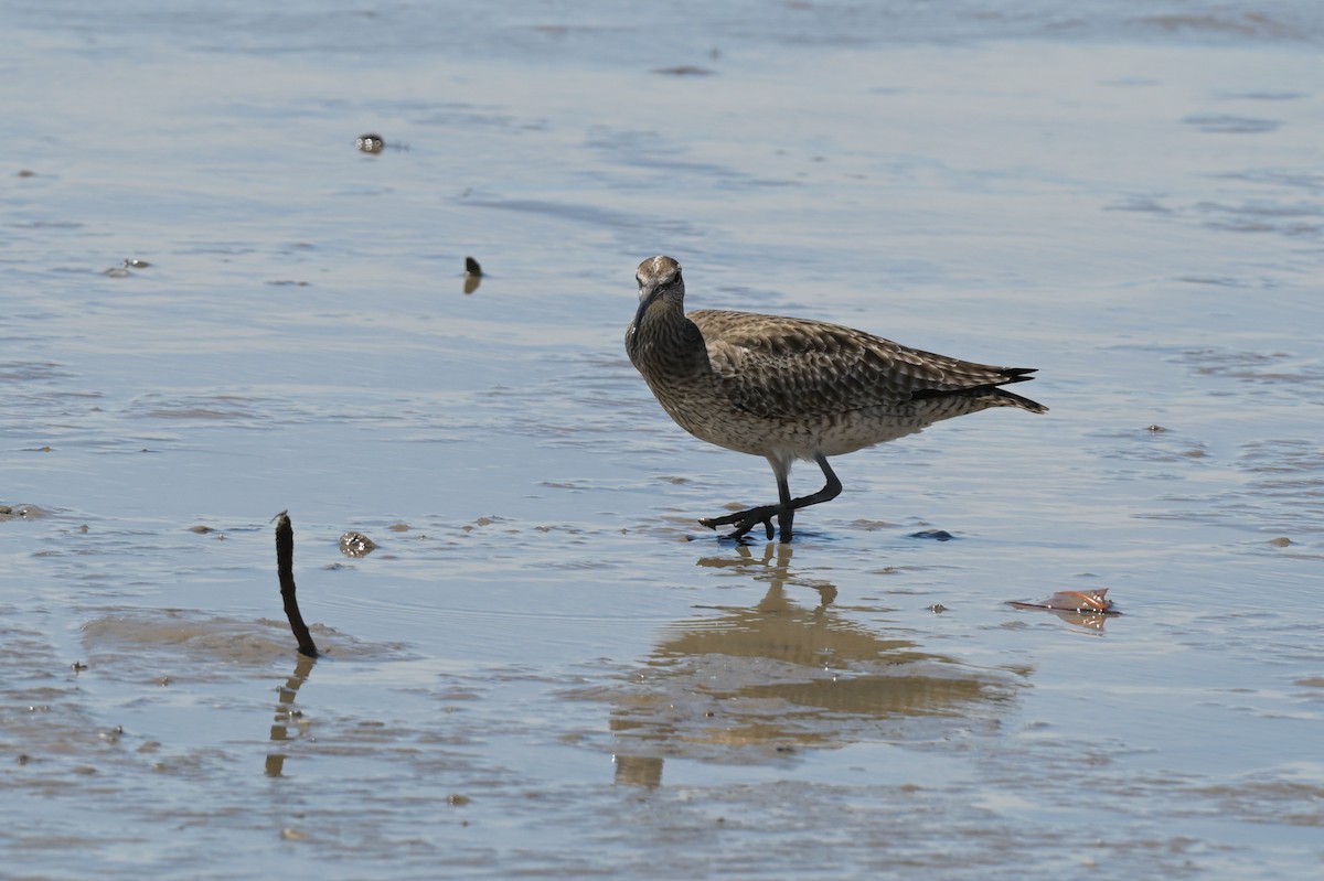 Whimbrel - ML633367440