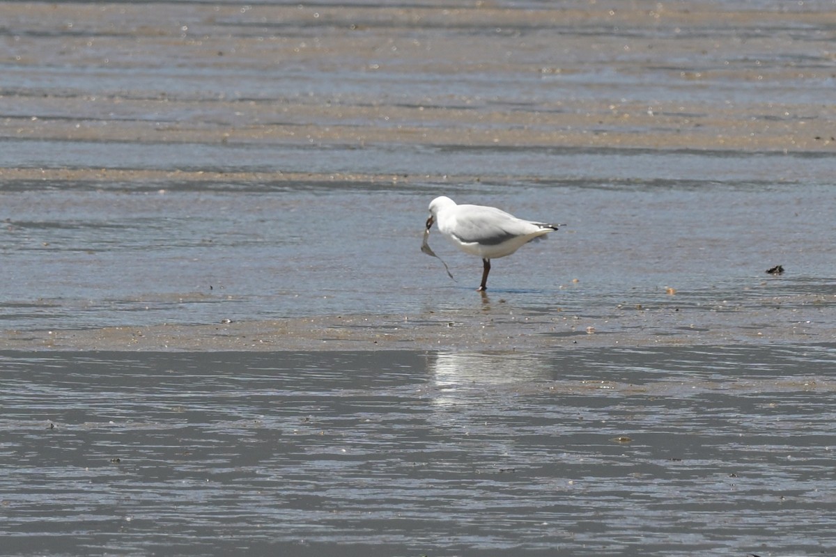 Silver Gull - ML633367443