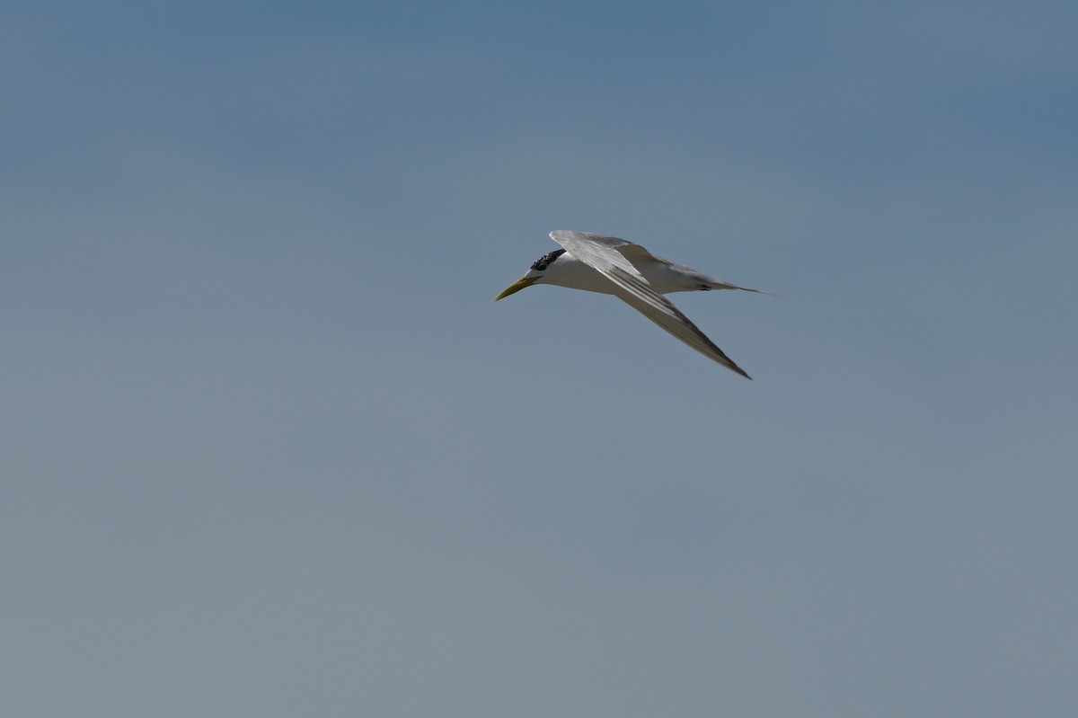Great Crested Tern - ML633367458