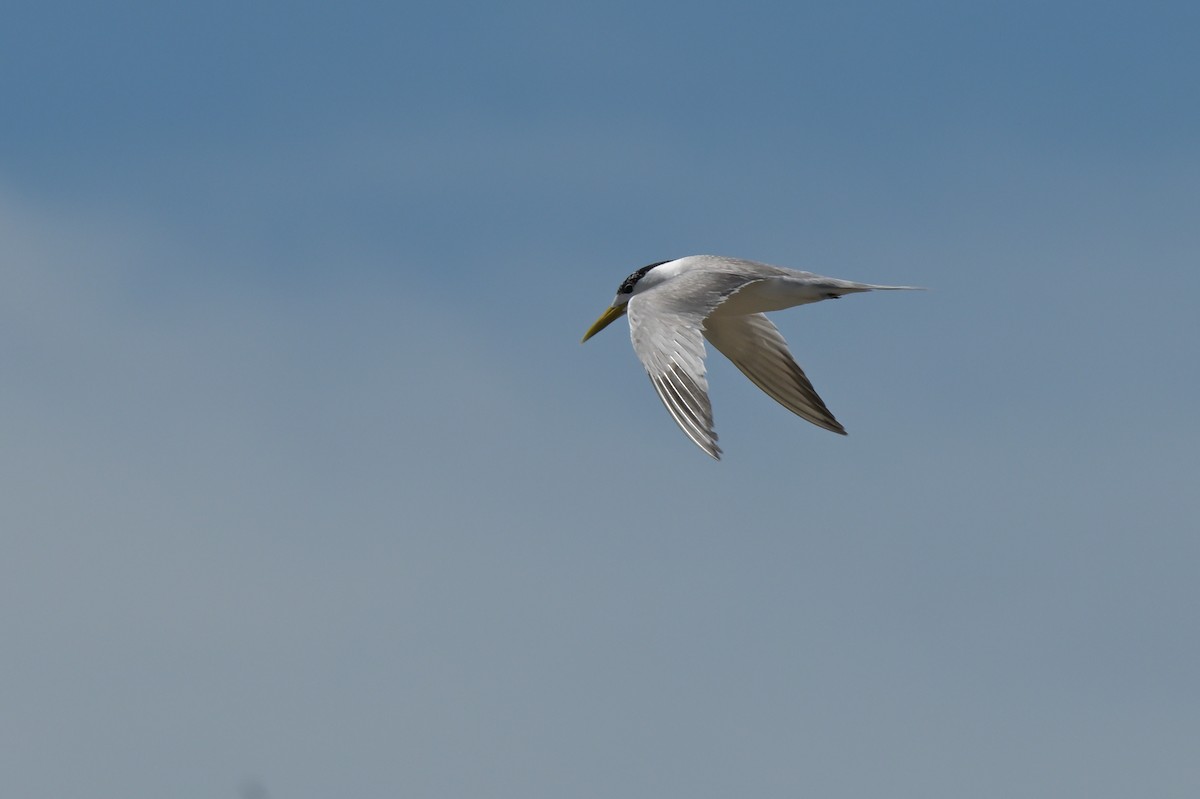 Great Crested Tern - ML633367461