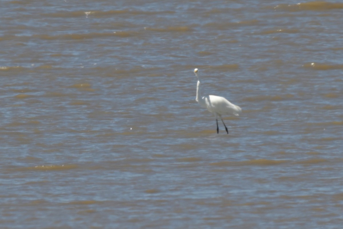 Great Egret - ML633367501
