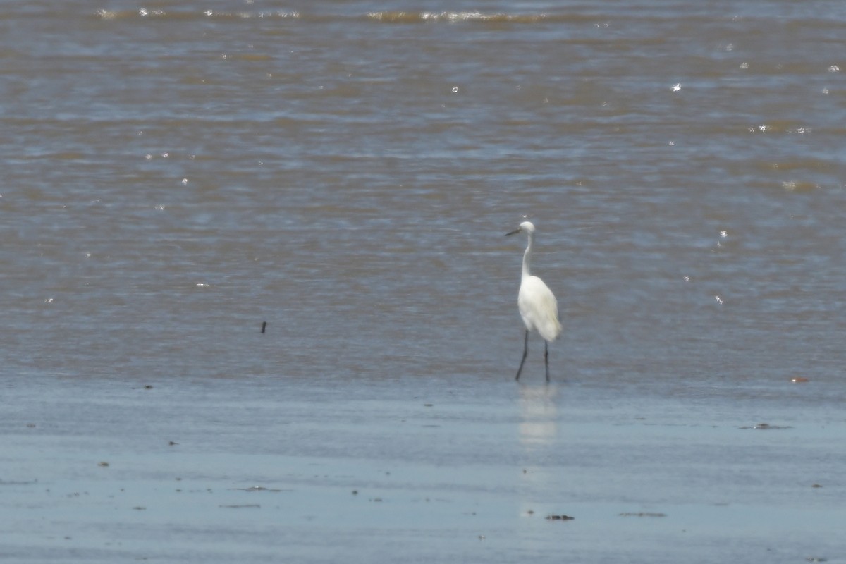 Little Egret - ML633367504