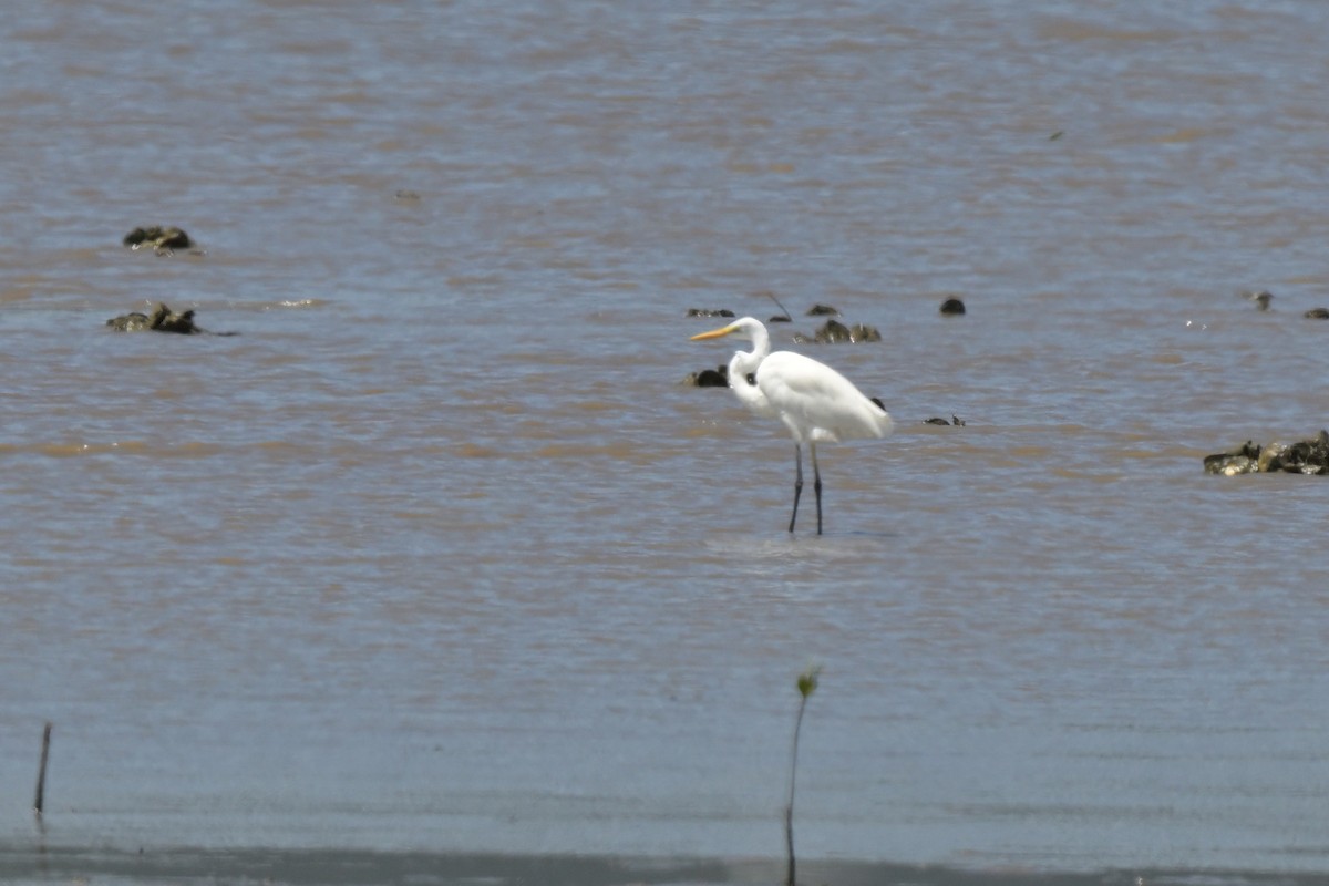 Great Egret - ML633367512