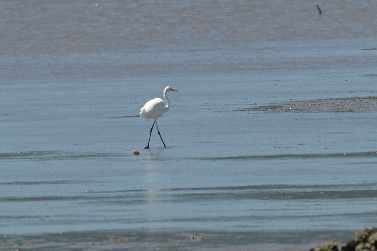 Great Egret - ML633367524