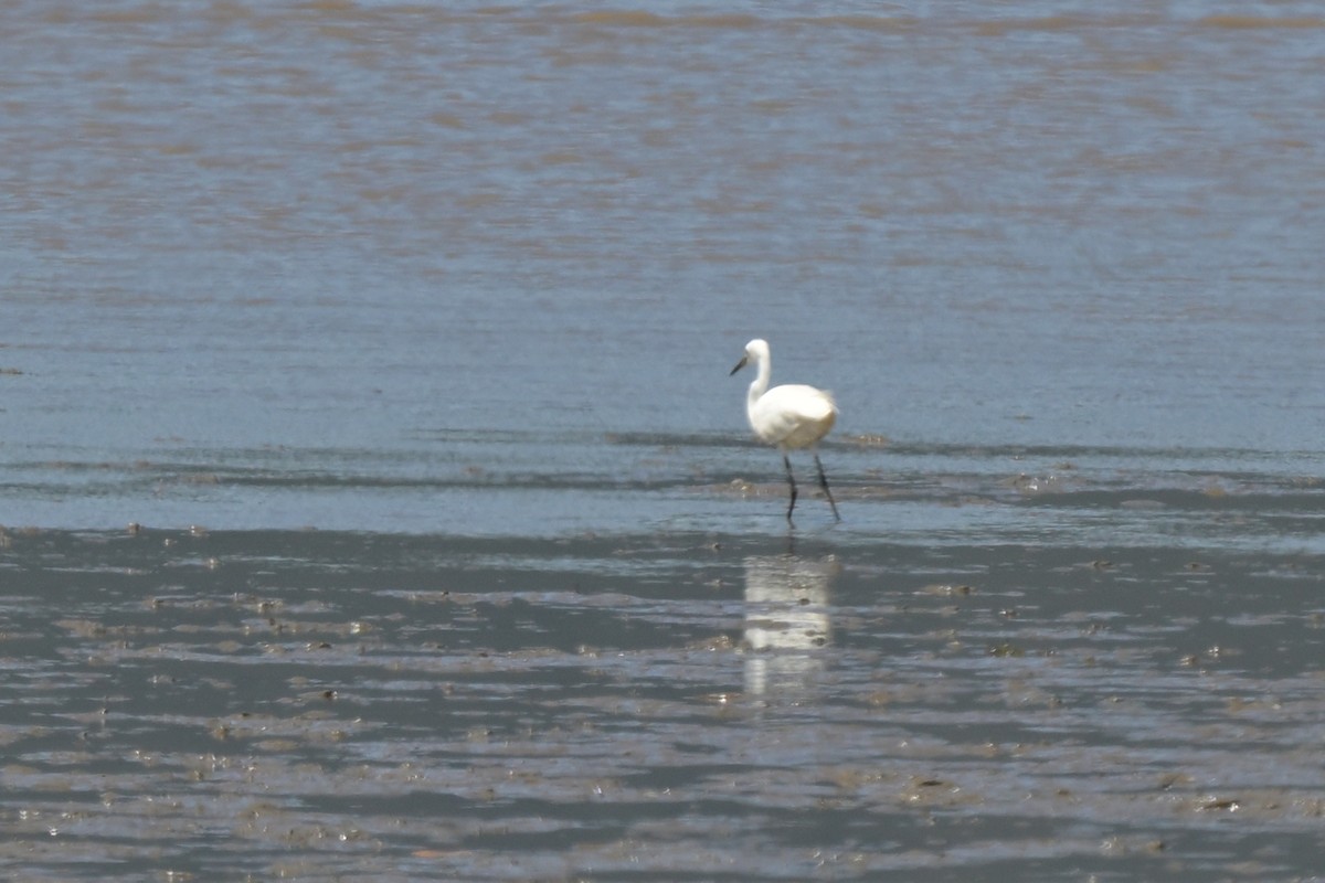 Little Egret - ML633367525
