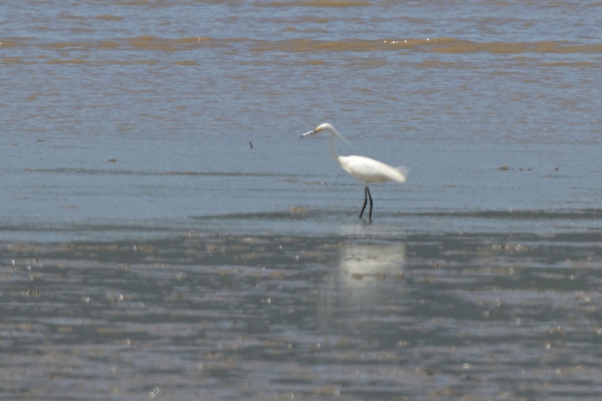 Little Egret - ML633367537