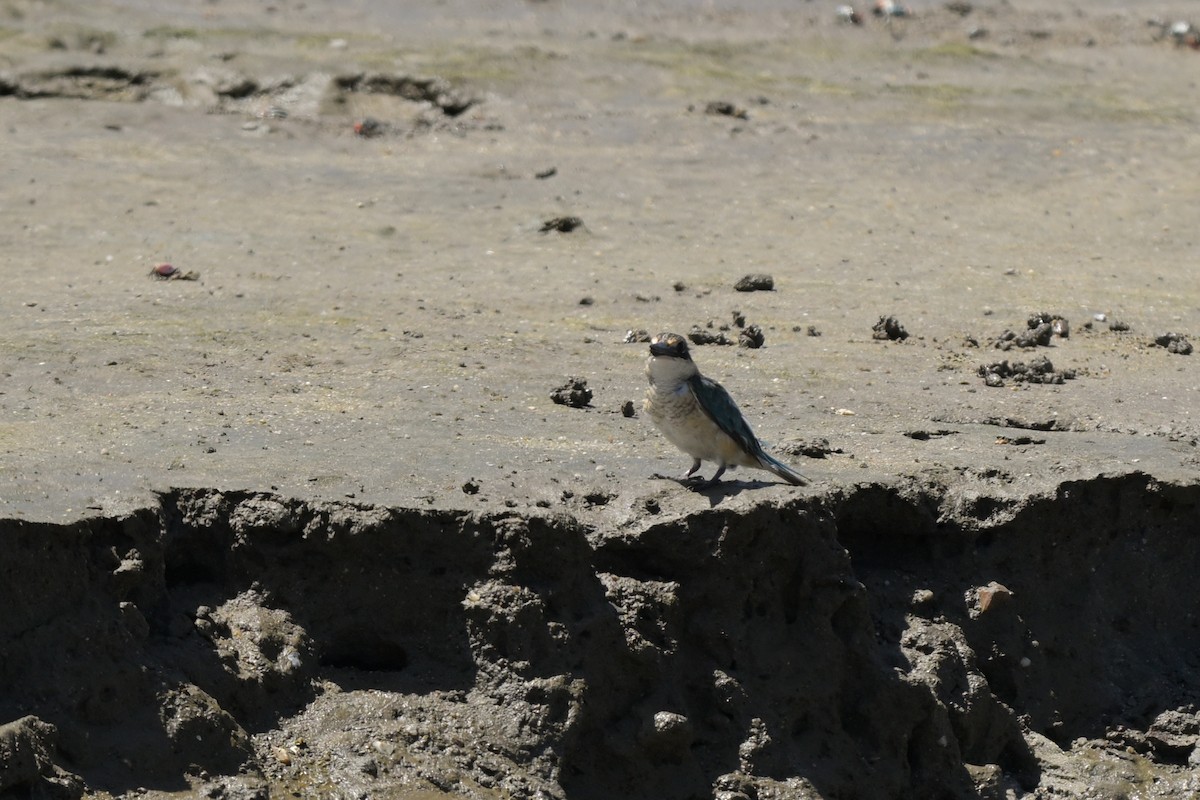 Sacred Kingfisher - ML633367540