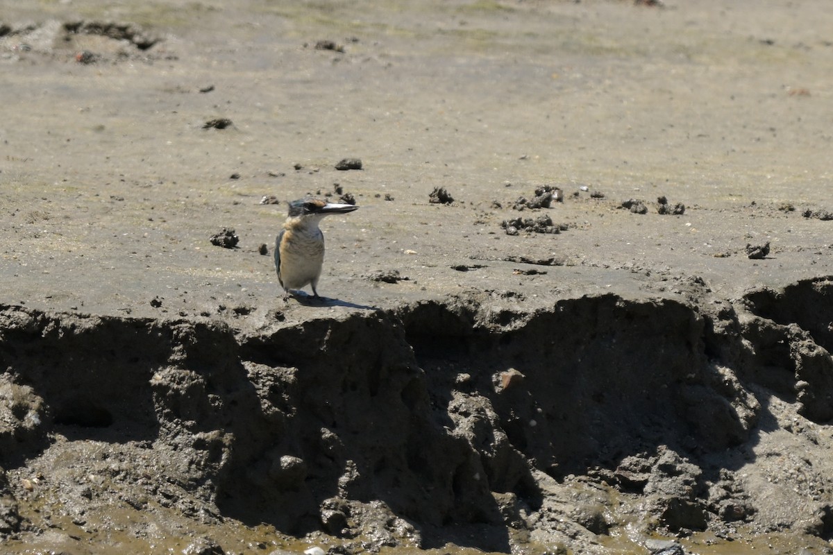Sacred Kingfisher - ML633367541
