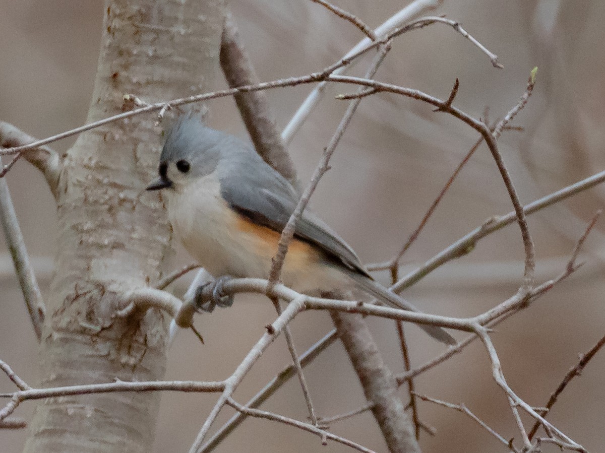 Tufted Titmouse - ML633367749