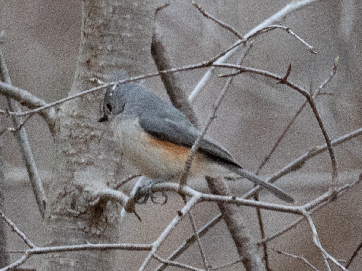 Tufted Titmouse - ML633367750