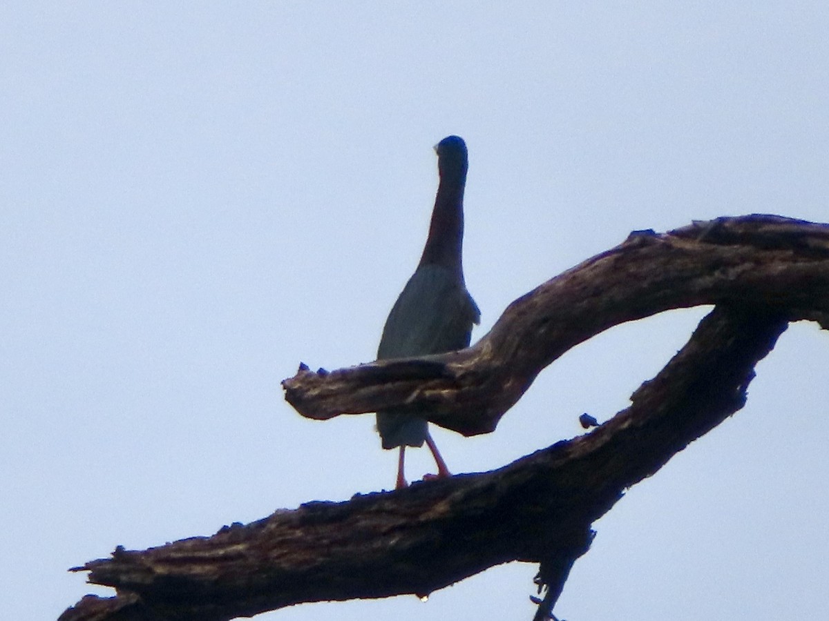 Green Heron - ML633367828