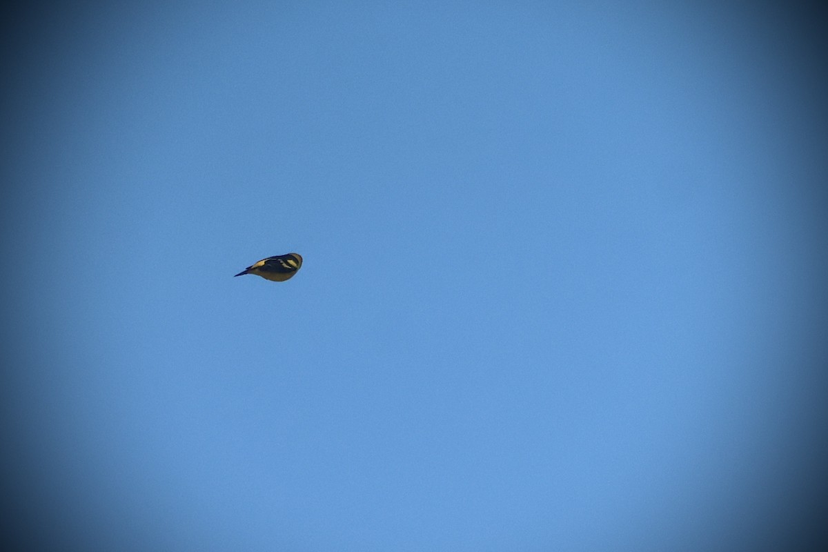 Western Tanager - ML633367856