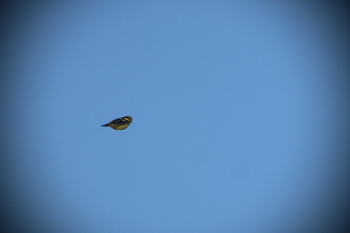 Western Tanager - ML633367858
