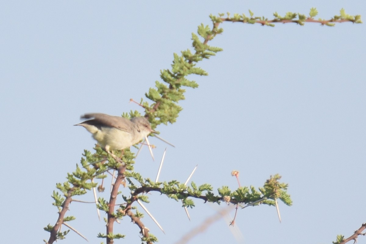 Somali Crombec - ML633367877