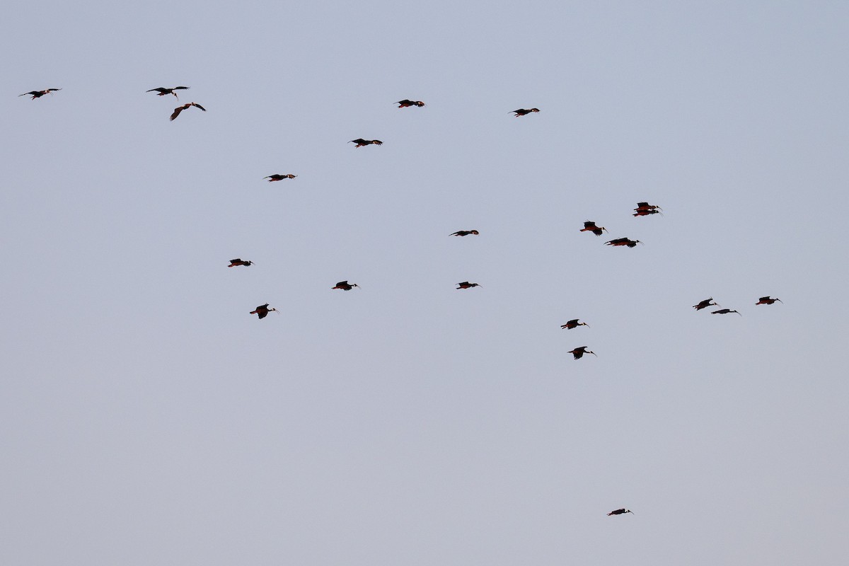 White-shouldered Ibis - ML633367882
