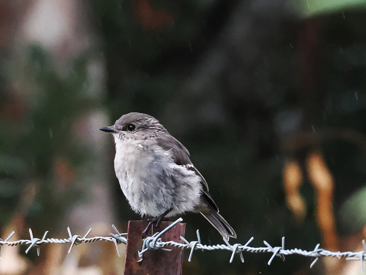 Dusky Robin - ML633367902