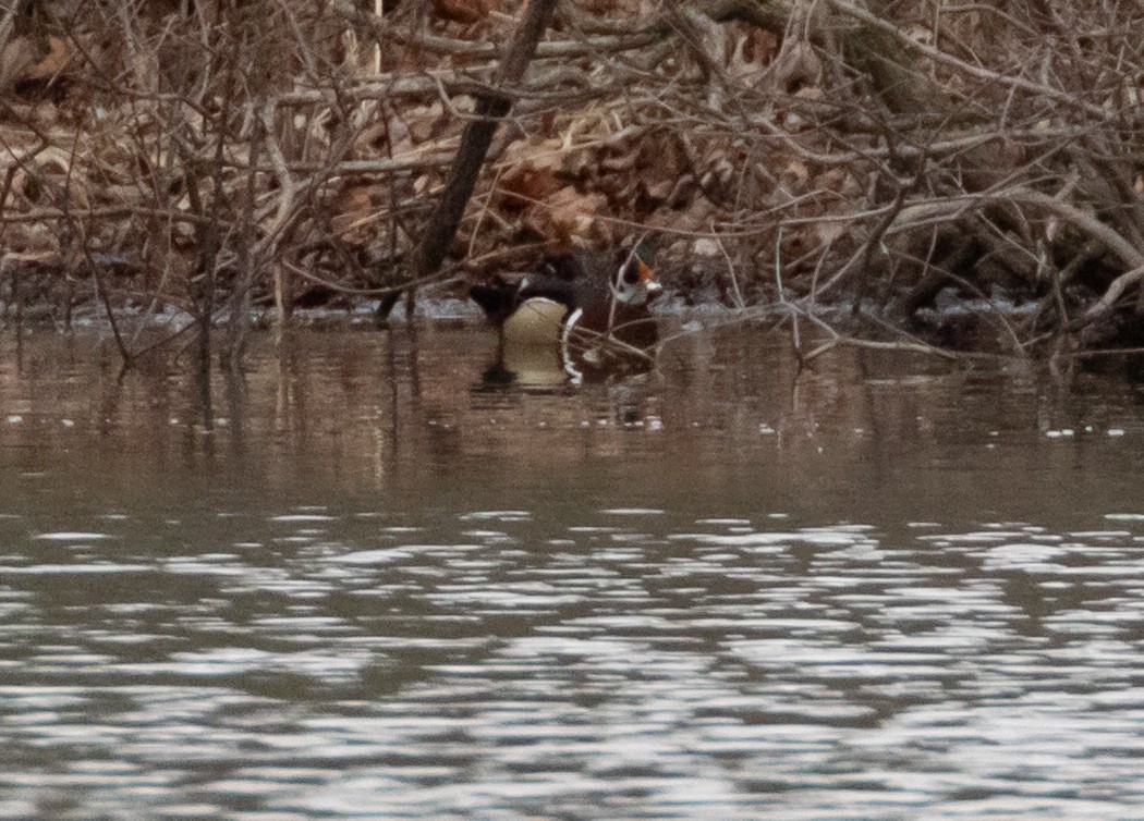 Wood Duck - ML633367904