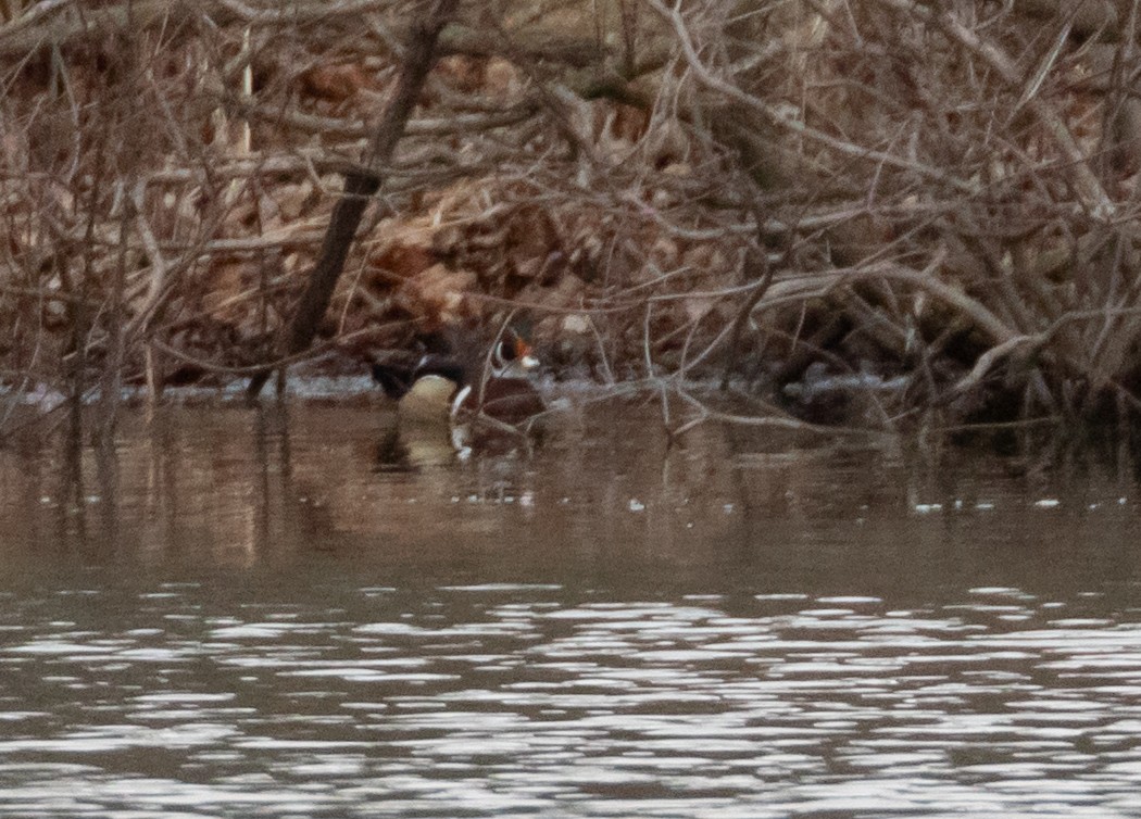 Wood Duck - ML633367905