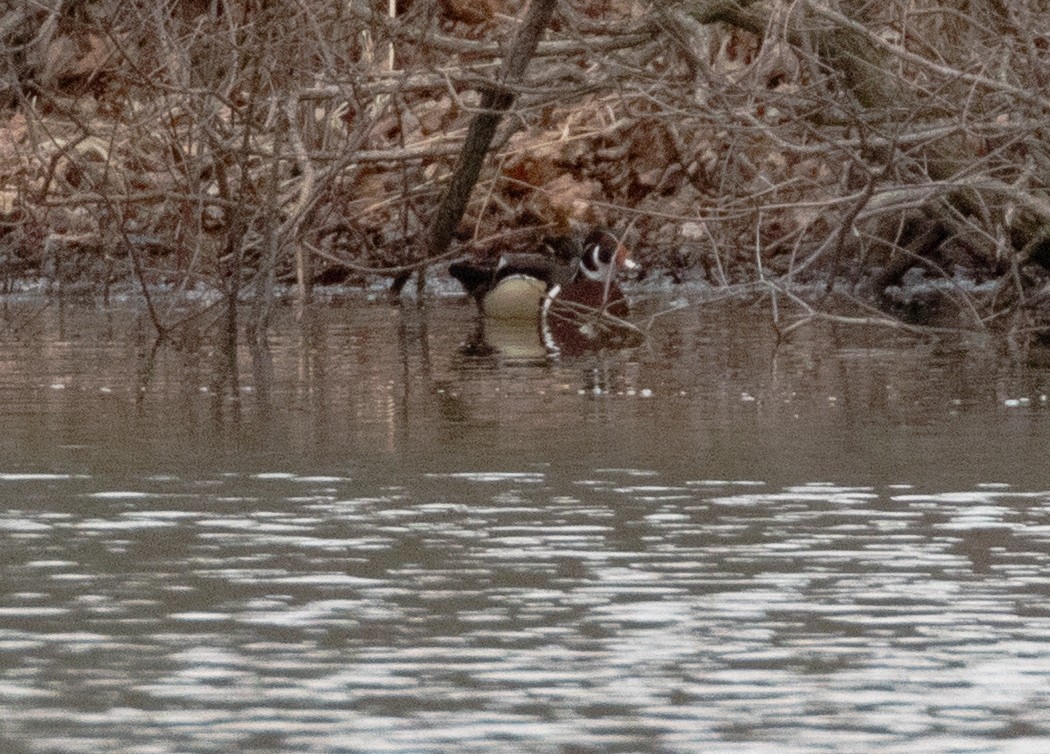 Wood Duck - ML633367906