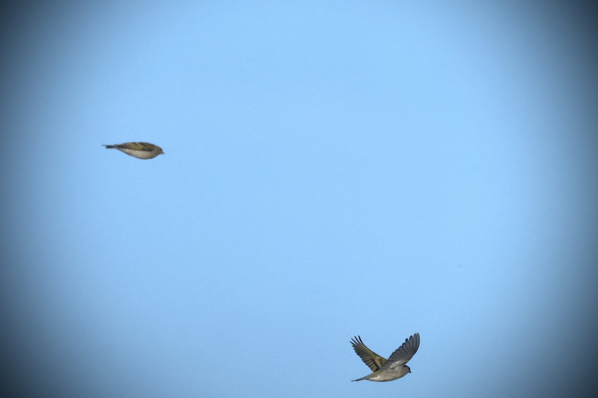 Lawrence's Goldfinch - ML633367971