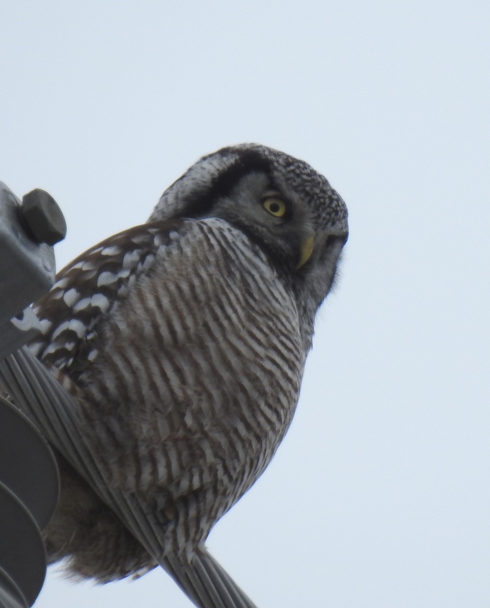 Northern Hawk Owl - Barbara N. Charlton