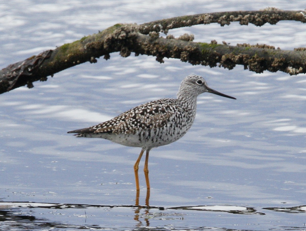 Greater Yellowlegs - ML633368095