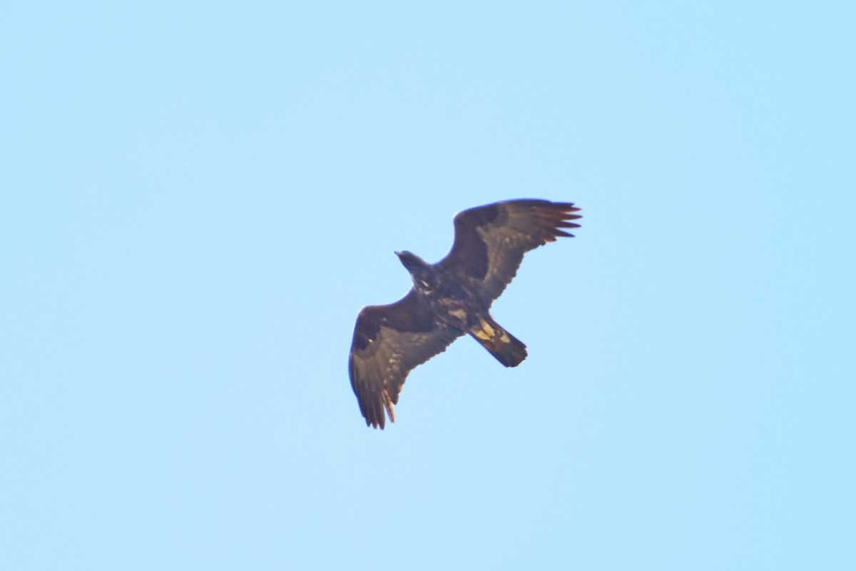 Цармын бүргэд - ML633368118