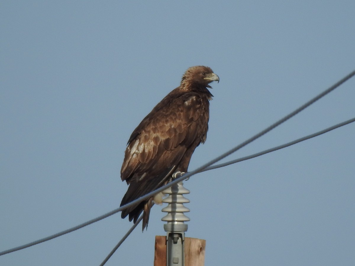 Golden Eagle - ML633368129