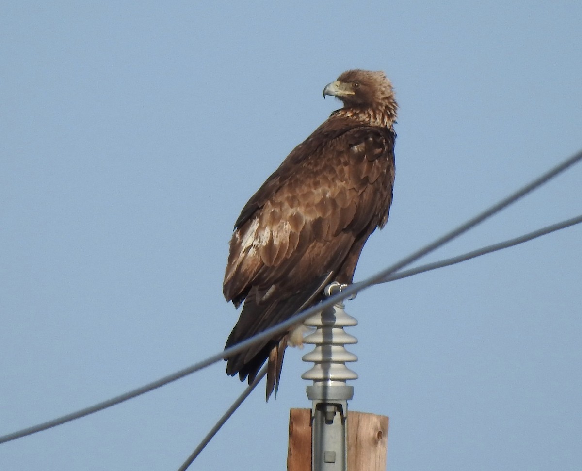 Golden Eagle - ML633368145