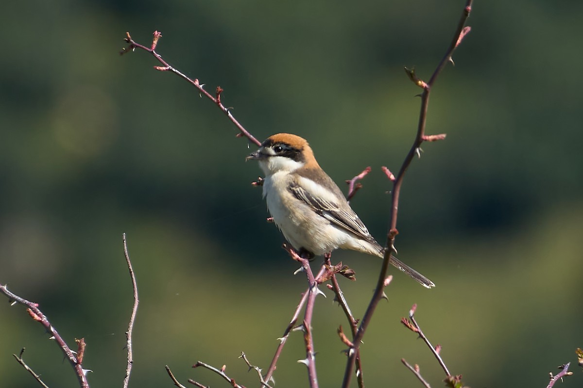 Woodchat Shrike - ML633368150