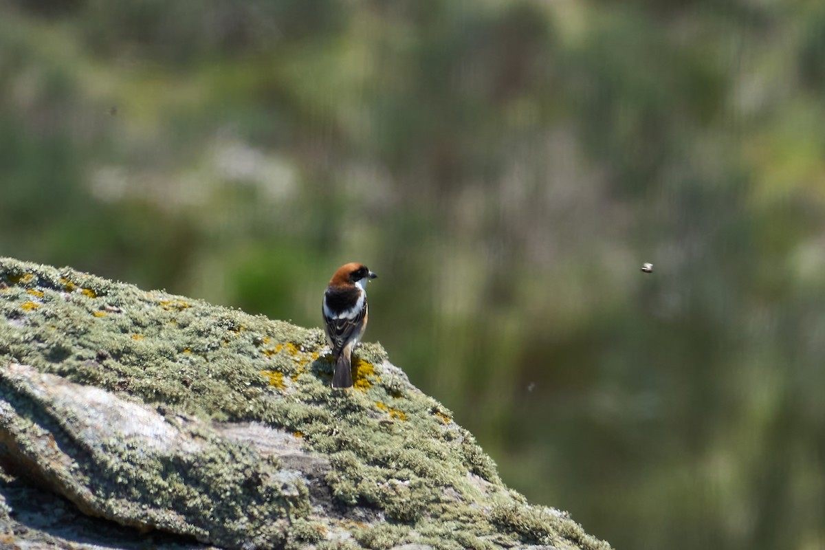 Woodchat Shrike - ML633368151