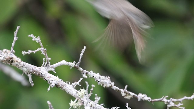 Marañon Tyrannulet - ML633368220