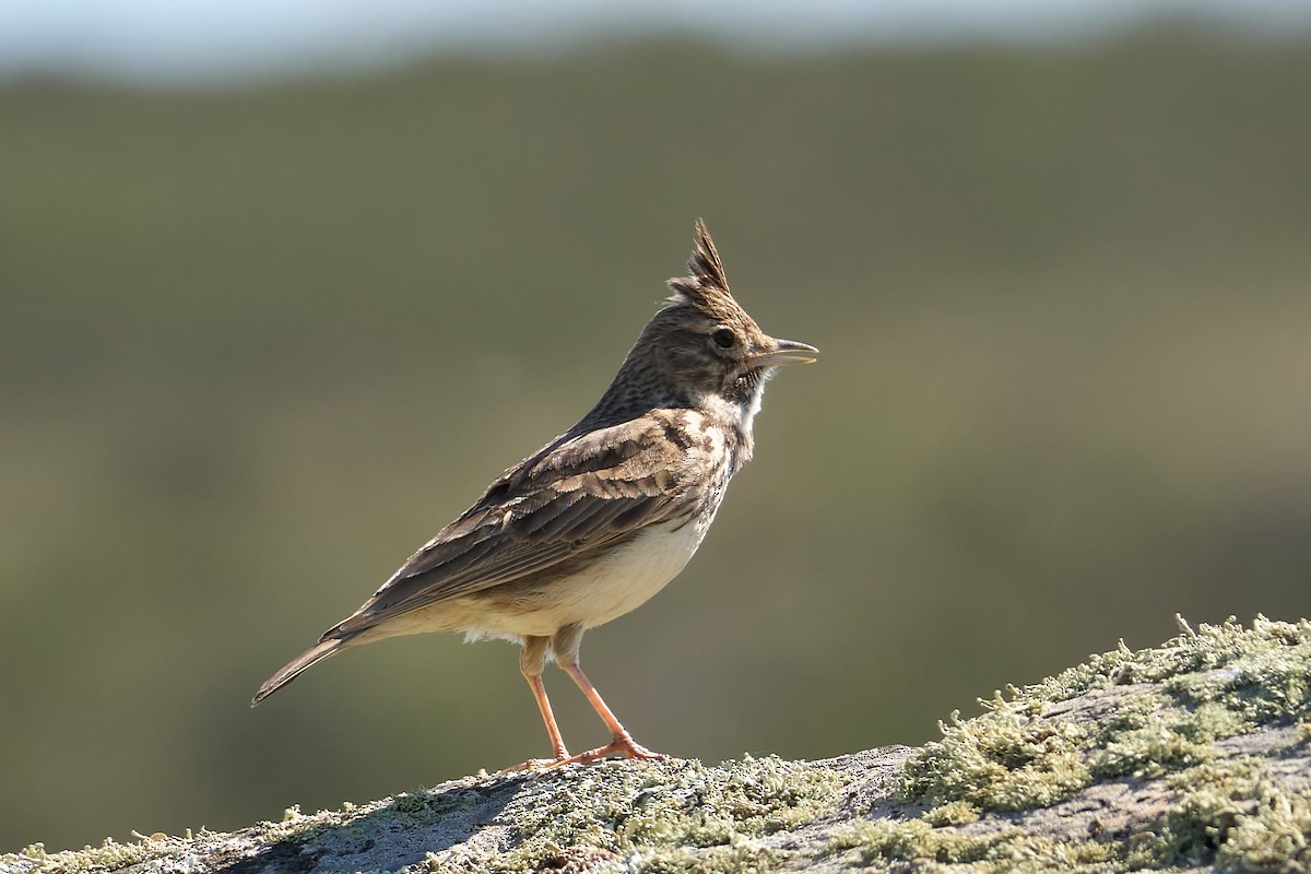 Thekla's Lark - ML633368287
