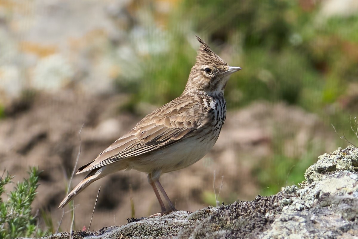 Thekla's Lark - ML633368288