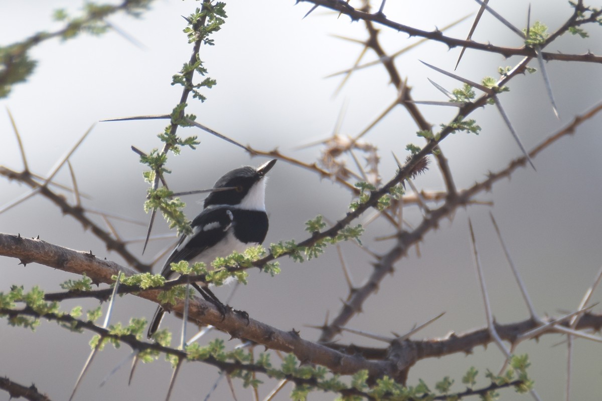 Pygmy Batis - ML633368312